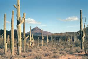 The Original Settlers of Tucson
