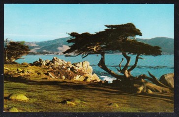 Famous Cypress Tree of Monterey Bay