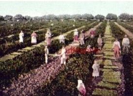 Raisin Pickers in Fresno, 1907 Pastcard
