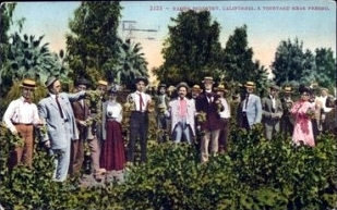 Sunday in the Raisin Vines, Fresno, Vintage Postcard
