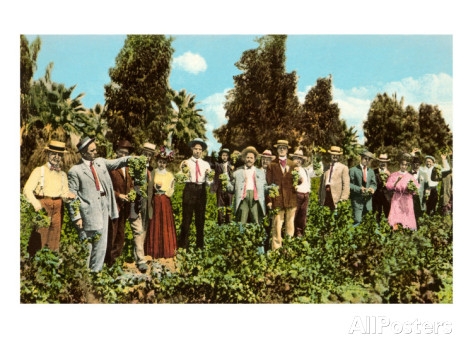 Fresno Raisin Party, Vintage Postcard