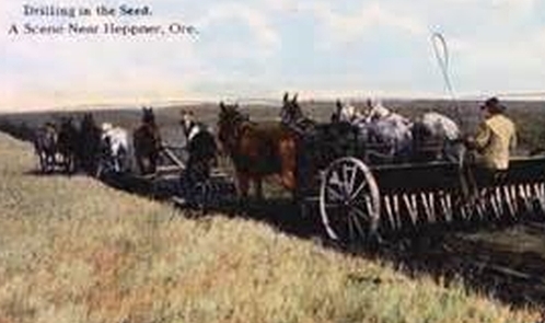 Farm Scene, Heppner, Or. Vintage Postcard